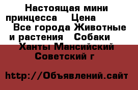 Настоящая мини принцесса  › Цена ­ 25 000 - Все города Животные и растения » Собаки   . Ханты-Мансийский,Советский г.